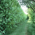 Hybrid Willow Trees 26 Pack | Austree Willow Live Plants | Fast Growing Privacy & Shade Trees | Bare Root Starter Plants