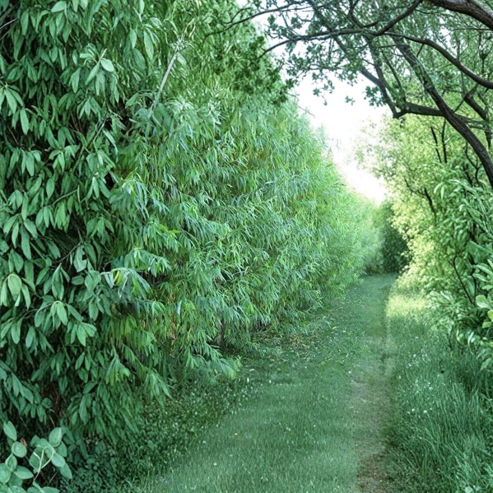 Hybrid Willow Trees 26 Pack | Austree Willow Live Plants | Fast Growing Privacy & Shade Trees | Bare Root Starter Plants