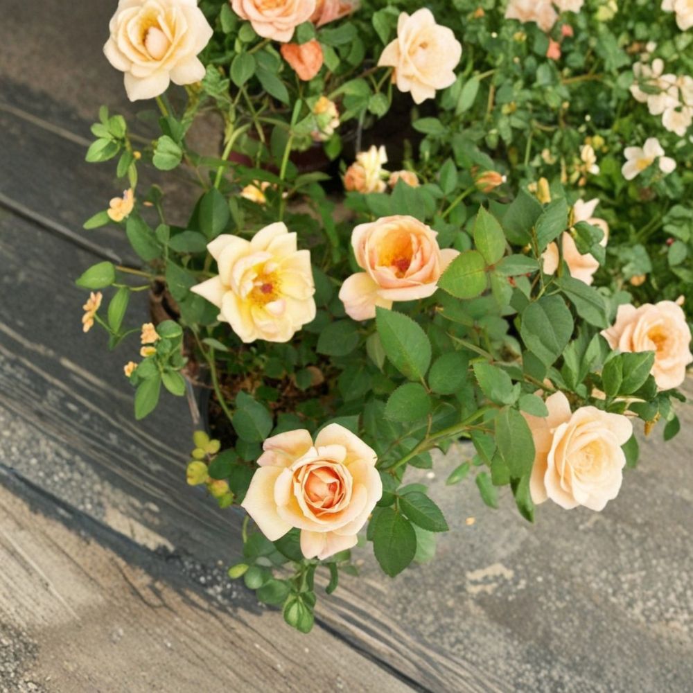 Southern Peach Apricot Rose Live Bush Plant, 5 Gallon Miniature Rose Shrub with Peach Apricot Yellow Blooms, Rosa 'Southern Peach Apricot'