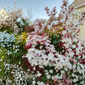 Pink Jasmine Plant Starter – Jasminum polyanthum Climbing Vine in Pot, Fragrant White Flowers, Indoor Outdoor, Live Rooted Plant