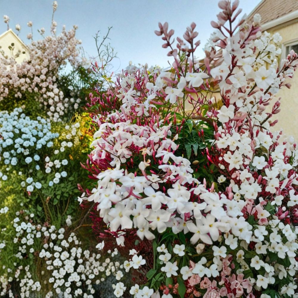 Pink Jasmine Plant Starter – Jasminum polyanthum Climbing Vine in Pot, Fragrant White Flowers, Indoor Outdoor, Live Rooted Plant