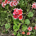 Rare Red & White Pelargonium Geranium Cutting – 6 Inch Live Starter Plant, Hardy Zonal Geranium, Pelargonium x hortorum