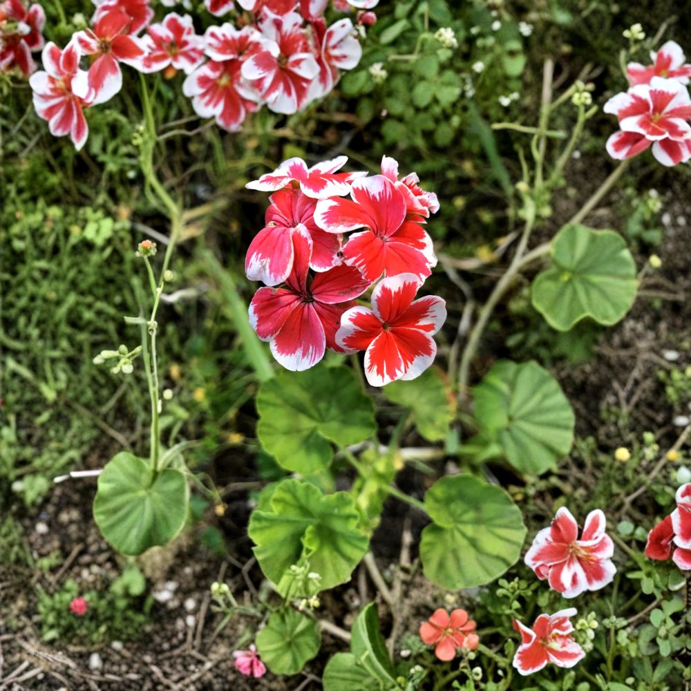 Rare Red & White Pelargonium Geranium Cutting – 6 Inch Live Starter Plant, Hardy Zonal Geranium, Pelargonium x hortorum