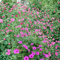 Elworthy Eyecatcher Geranium Seeds – Pelargonium Flower Seeds for Gardens, Containers, Borders | 25+ Premium Seeds