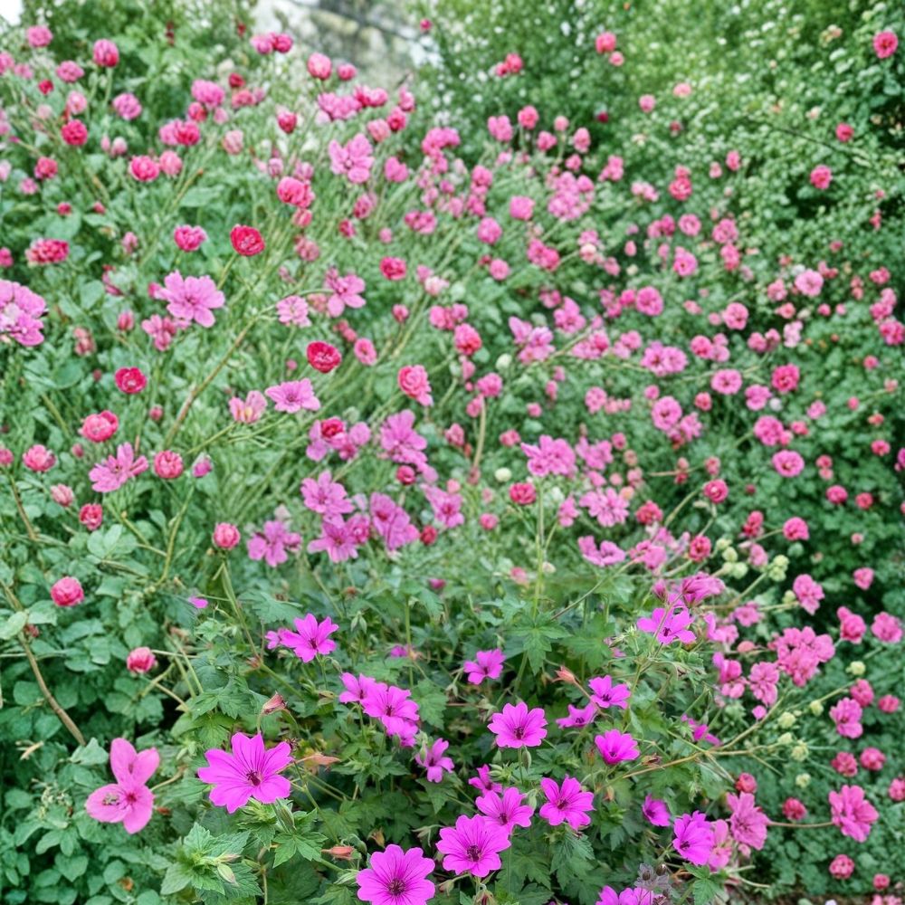 Elworthy Eyecatcher Geranium Seeds – Pelargonium Flower Seeds for Gardens, Containers, Borders | 25+ Premium Seeds