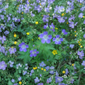 Geranium Pratense Mixed Colors Seeds – Hardy Perennial Cranesbill Flowers for Butterfly Gardens, Pollinator-Friendly, Easy to Grow