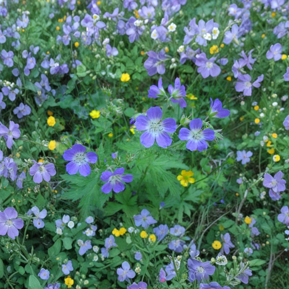 Geranium Pratense Mixed Colors Seeds – Hardy Perennial Cranesbill Flowers for Butterfly Gardens, Pollinator-Friendly, Easy to Grow