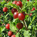 Captivator Gooseberry Live Rooted Plant – Self-Pollinating Ribes uva-crispa Hybrid with Red Purple Berries for Gardens and Containers