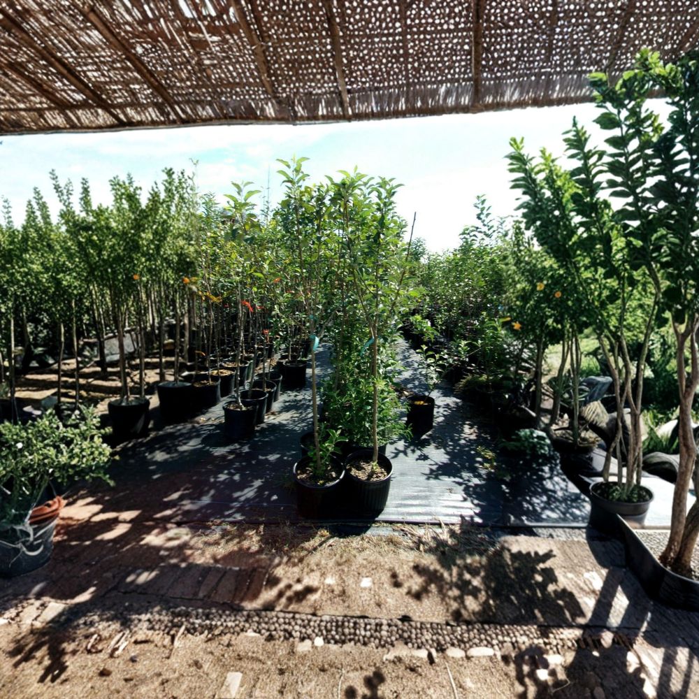 York Apple Tree – Live Fruit Tree, 4–6 Feet Tall, Sweet Juicy Malus domestica 'York' for Backyard Orchard & Edible Garden