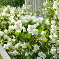 White Jasmine Seeds – 25 Pack, Fragrant Flowering Plant, Bonsai & Container Growing, Jasminum spp.