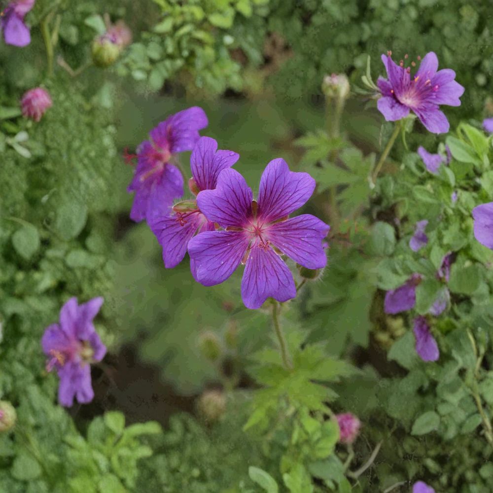Geranium pratense ‘Painter’s Palette’ Mix Seeds – Hardy Perennial Cranesbill Flower Seeds for Borders, Pollinator Gardens, Cottage Gardens