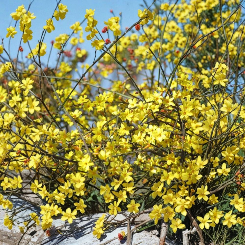 Winter Jasmine Live Plant 1 Gallon Bonsai Shrub Yellow Flowers Jasminum nudiflorum