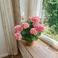 100 Geranium Flower Seeds – Ornamental Pelargonium Seeds for Garden, Balcony & Patio, Outdoor Flowering Plants