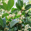 Sweet Osmanthus Tree Live Plant – Osmanthus fragrans ‘Semperflorens’ Fragrant Evergreen Shrub, 1 Gallon, Year-Round Blooming, Tea Olive