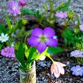 Oregon Geranium Seeds – 10 Purple Cranesbill Wildflower Native Perennial Pollinator-Friendly - Geranium oreganum