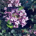 Purple Cestrum Live Plant – Day Blooming Jasmine, Lilac Purple Flowers, 8–12 Inches Tall, Tropical Shrub, Fast Growing Garden Plant