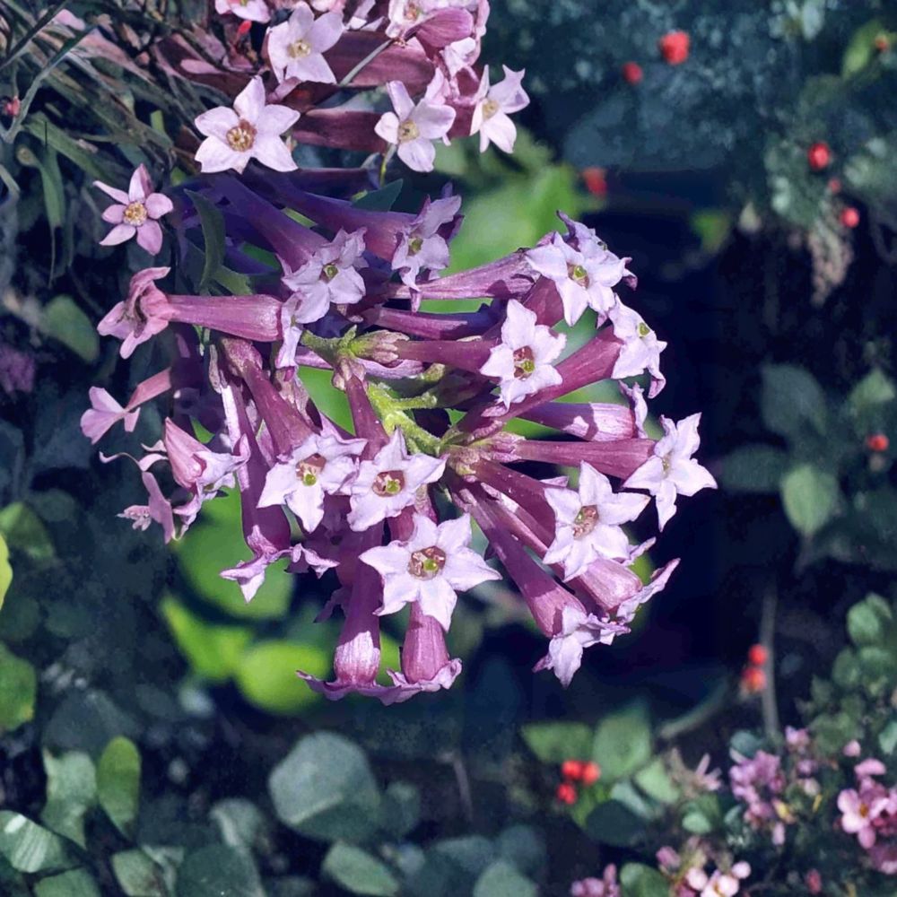 Purple Cestrum Live Plant – Day Blooming Jasmine, Lilac Purple Flowers, 8–12 Inches Tall, Tropical Shrub, Fast Growing Garden Plant