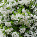 Green Confederate Star Jasmine Live Starter Plant – Trachelospermum jasminoides, Fragrant Climbing Vine, Evergreen Ground Cover