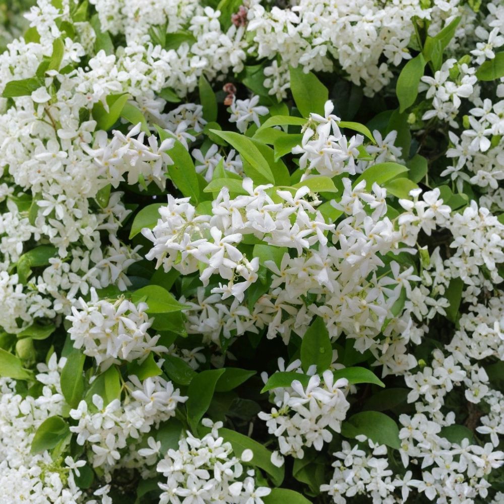 Green Confederate Star Jasmine Live Starter Plant – Trachelospermum jasminoides, Fragrant Climbing Vine, Evergreen Ground Cover