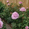 Blue Girl Rose – Hybrid Tea Live Plant, 5 Gallon, Mauve Lavender Fragrant Blooms, Rosa Hybrid Tea 'Blue Girl' for Garden & Cut Flowers