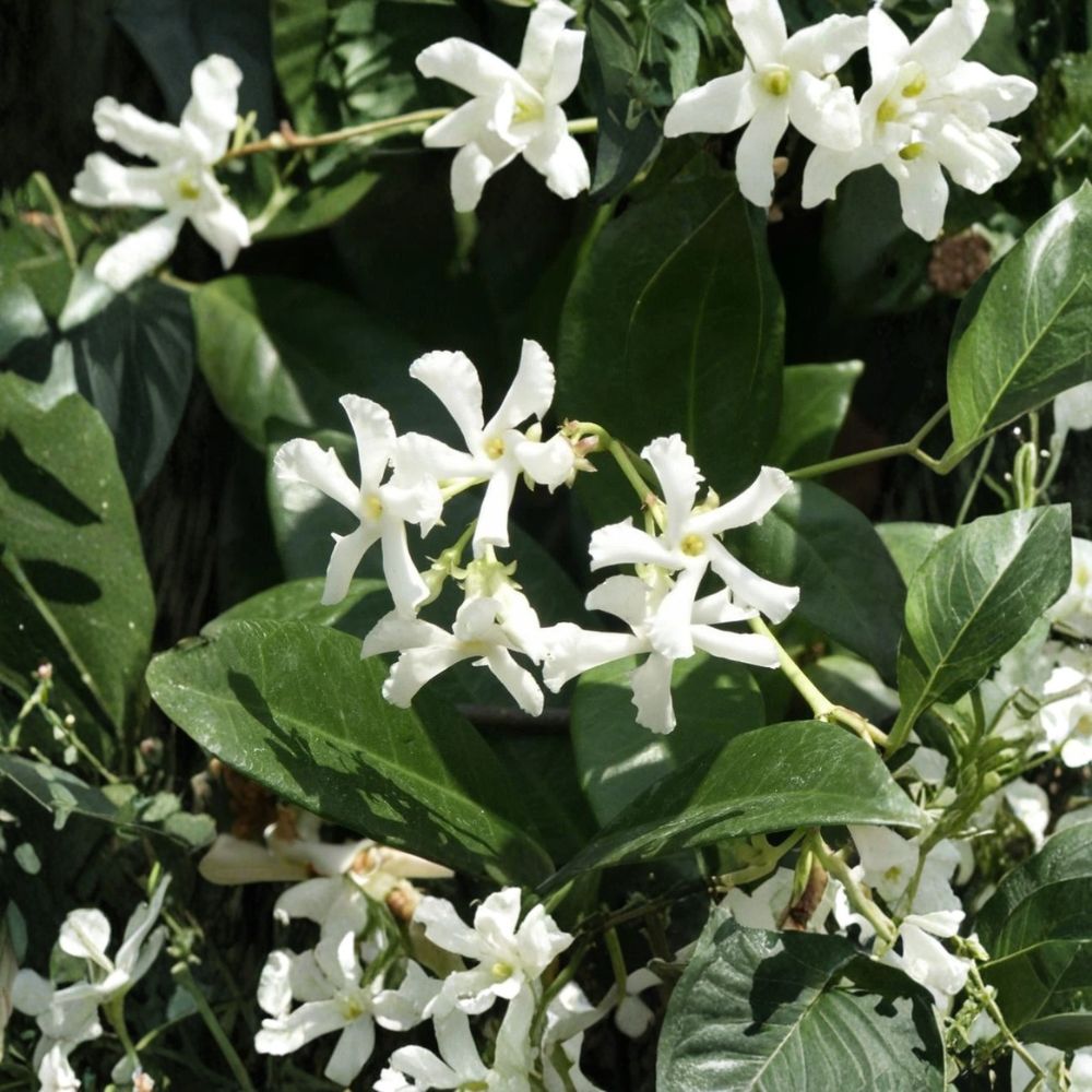 Confederate Star Jasmine Plants 2 Pack | Fragrant Evergreen Climbing Vine | Trachelospermum jasminoides | 7 Inch Plug Size