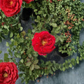 Mr. Lincoln Rose – Hybrid Tea Live Plant, 2-Gallon Deep Red Fragrant Rose Bush for Garden & Cut Flowers