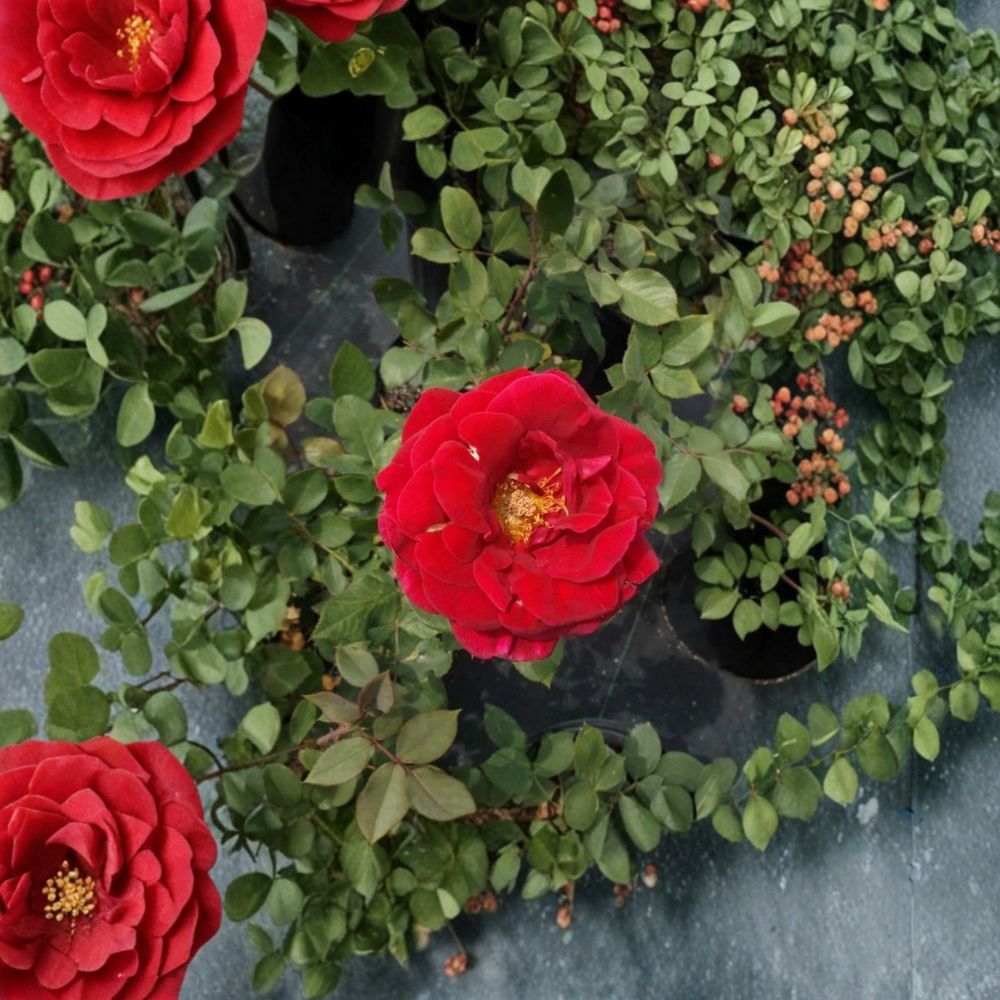 Mr. Lincoln Rose – Hybrid Tea Live Plant, 2-Gallon Deep Red Fragrant Rose Bush for Garden & Cut Flowers