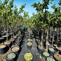 August Lady Peach Tree – Live Fruit Tree with Freestone Peaches, 4–6 Feet Tall, Cold Hardy, Prunus persica