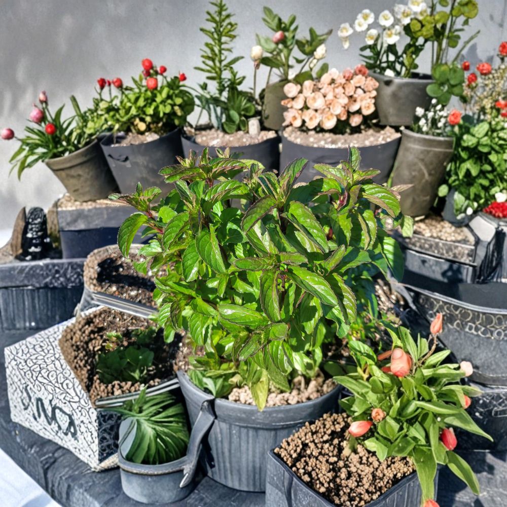 Basil Mint Cuttings – Mentha x piperita Live Unrooted Herb Propagation Set Organic Pesticide-Free Culinary & Tea Herb