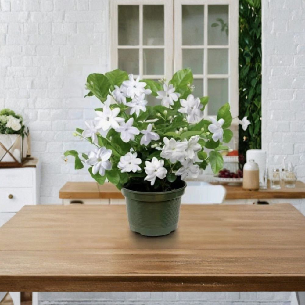 Arabian Jasmine Plant – 2–8 Inch Rooted Starter with Fragrant White Blooms Jasminum sambac Indoor Outdoor