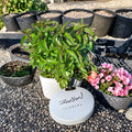 Organic Basil Mint Cuttings – Mentha x piperita Live Unrooted Propagation Starter for Herb Gardens and Containers