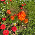 Marina Floribunda Rose Live Plant – Salmon Orange Everblooming Garden Rose, 3-Gallon Rosa Hybrid, Field Grown Shrub