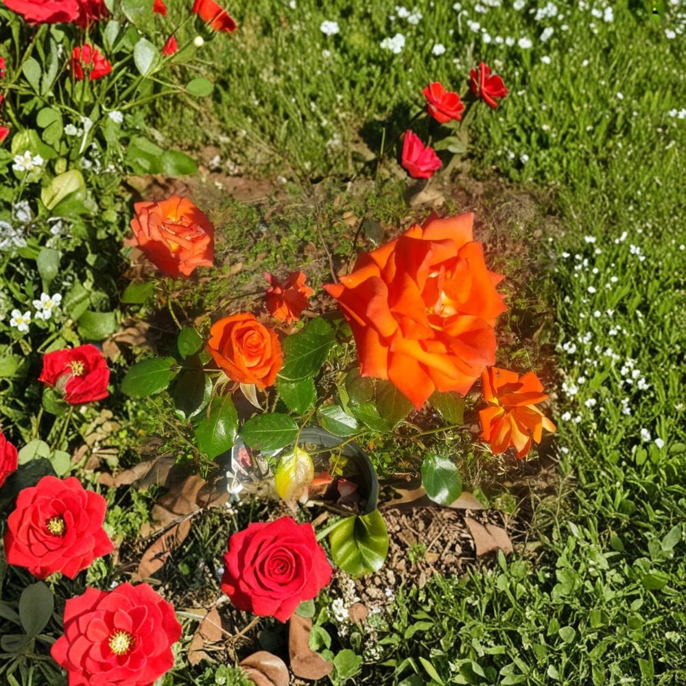 Marina Floribunda Rose Live Plant – Salmon Orange Everblooming Garden Rose, 3-Gallon Rosa Hybrid, Field Grown Shrub