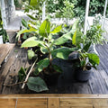 Green Banana Tree Live Plant – 5 Gallon Musa paradisiaca Edible Fruit Tree for Tropical Garden & Container Planting