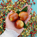 Shanxi Li Giant Jujube Tree – Bare Root Chinese Date Tree with Large Fruit – Ziziphus jujuba