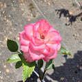 Nicole Floribunda Rose Plant – 5 Gallon White & Pink Everblooming Rosa Floribunda 'Nicole'