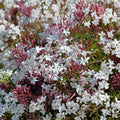 Pink Jasmine Cuttings 10 Pack | Jasminum polyanthum | Fragrant Climbing Vine for Propagation