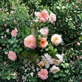 Apricot Drift Rose – Groundcover Shrub with Apricot Blooms, Disease-Resistant Rosa Hybrid, 3-Gallon Container
