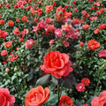 Ring of Fire Hybrid Tea Rose Live Plant – 3 Gallon, Vibrant Red & Orange Blooms, Flowering Bush, Garden & Landscape Rose