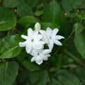 Maid of Orleans Jasmine Live Plant | Rooted Starter 2–8 Inches | Fragrant White Blooms | Jasminum sambac Indoor & Patio