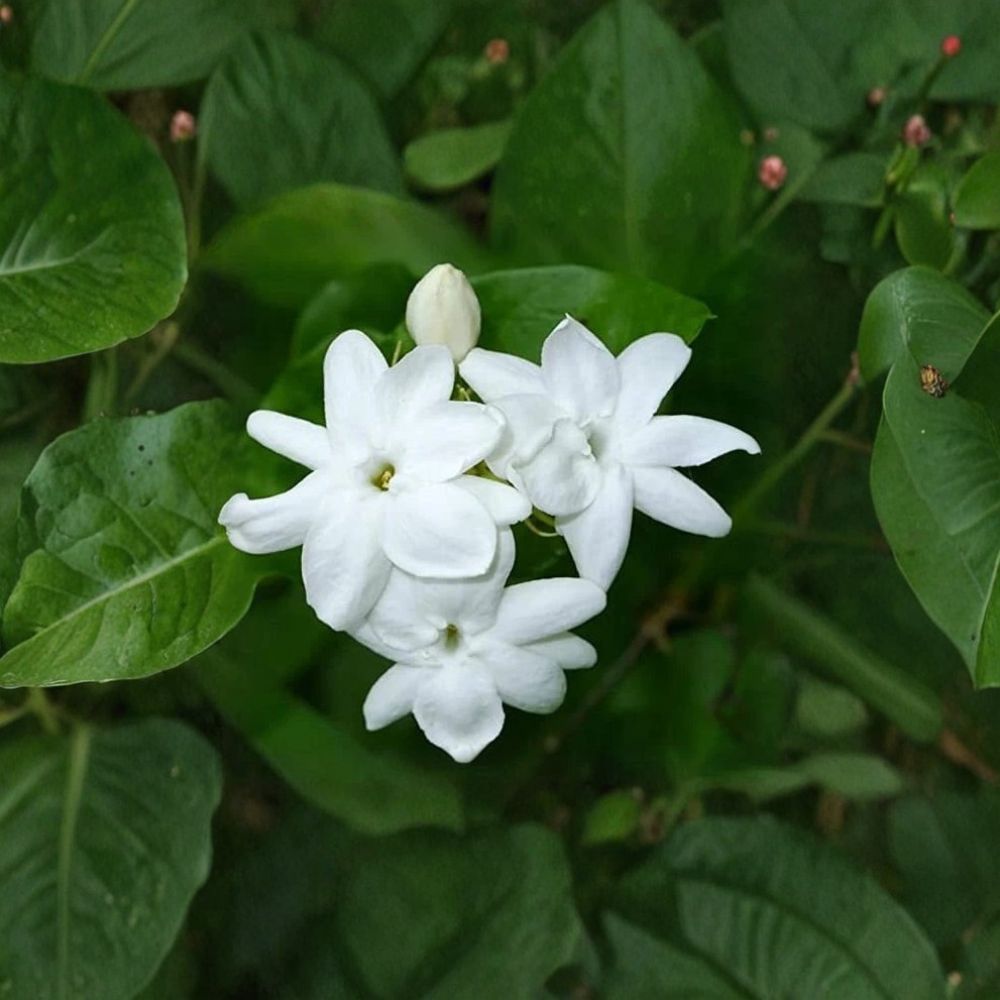 Maid of Orleans Jasmine Live Plant | Rooted Starter 2–8 Inches | Fragrant White Blooms | Jasminum sambac Indoor & Patio