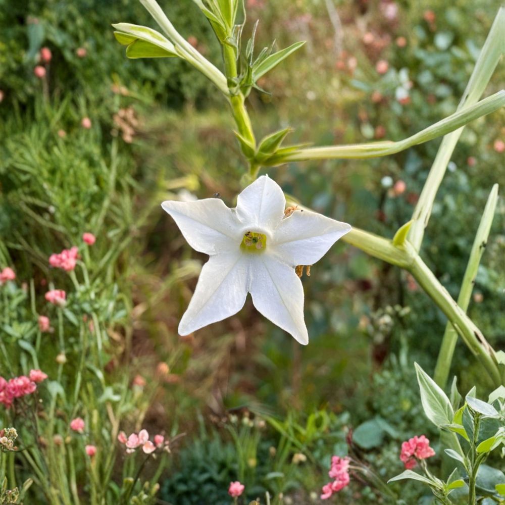 Nicotiana alata Seeds – Organic Jasmine Tobacco Night Fragrant Flowers, Moon Garden, Easy to Grow Annual, 500+ Seeds