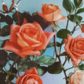 Hybrid Tea Rose Plant 5 Gallon Orange Blooming Rose Bush Garden Flowering Shrub Rosa 'Shreveport'