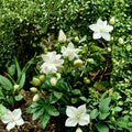 Jasmine Sambac Live Plant – 12" Potted Fragrant White Flowering Houseplant – Arabian Jasmine Indoor & Patio Plant