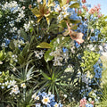 Snow N Summer™ Asian Jasmine 2 Pack Live Plants | Variegated Evergreen Groundcover Vine | Trachelospermum asiaticum
