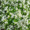 Orange Jasmine Live Tree – 2-3 Ft Fragrant White Blooms Murraya paniculata Tropical Hedge or Patio Plant