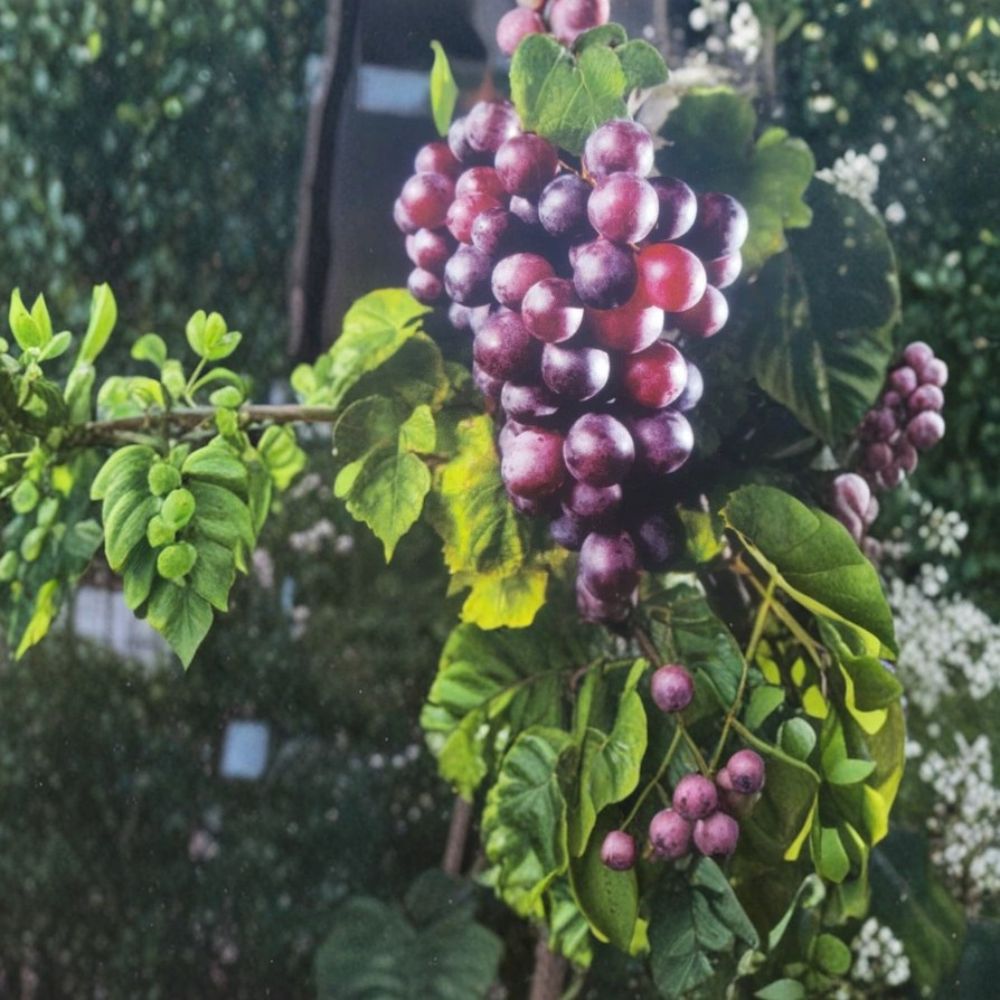 Black Cowart Muscadine Grape Vine – Self-Fertile Live Plant, 3 Gallon, Vitis rotundifolia, Sweet Dark Grapes for Vineyard & Garden