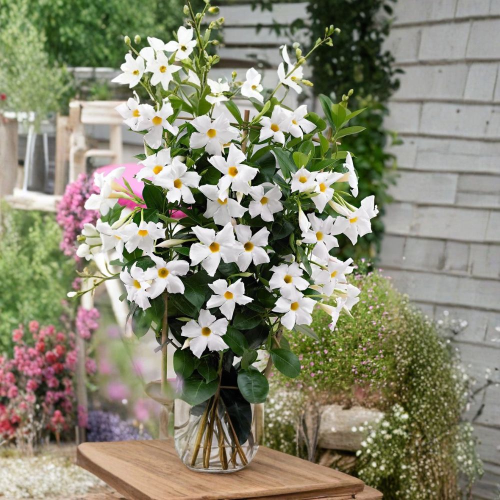 White Mandevilla Plants – Dipladenia Vine, 4–6 Inch Starter Plants, Tropical Climbing Flower for Garden & Container