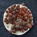 Red Globe Grape Vine – Vitis vinifera Live Plant, 2 Gallon, Self-Fertile Edible Fruit for Juice, Wine & Fresh Eating