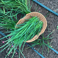 Garlic Chives Plants Bare Root 40 Count | Allium tuberosum Edible Herb Garden Starter | Chinese Chives Perennial Herb